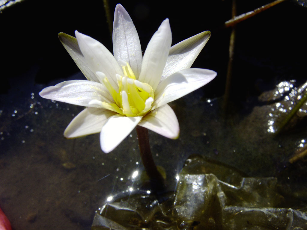 Nymphaea minuta Sep 30 05 Image003
